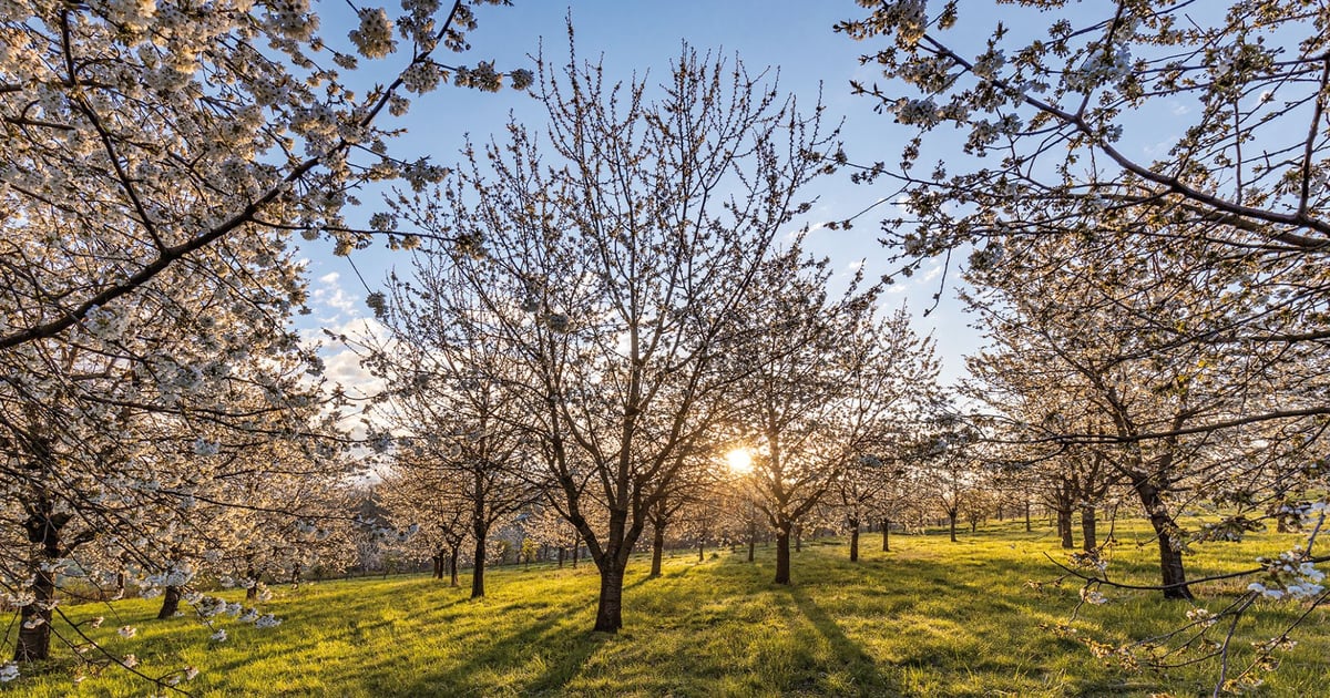 Cuda Polski 2026. Wśród wyróżnionych przepiękne Arboretum Wojsławice