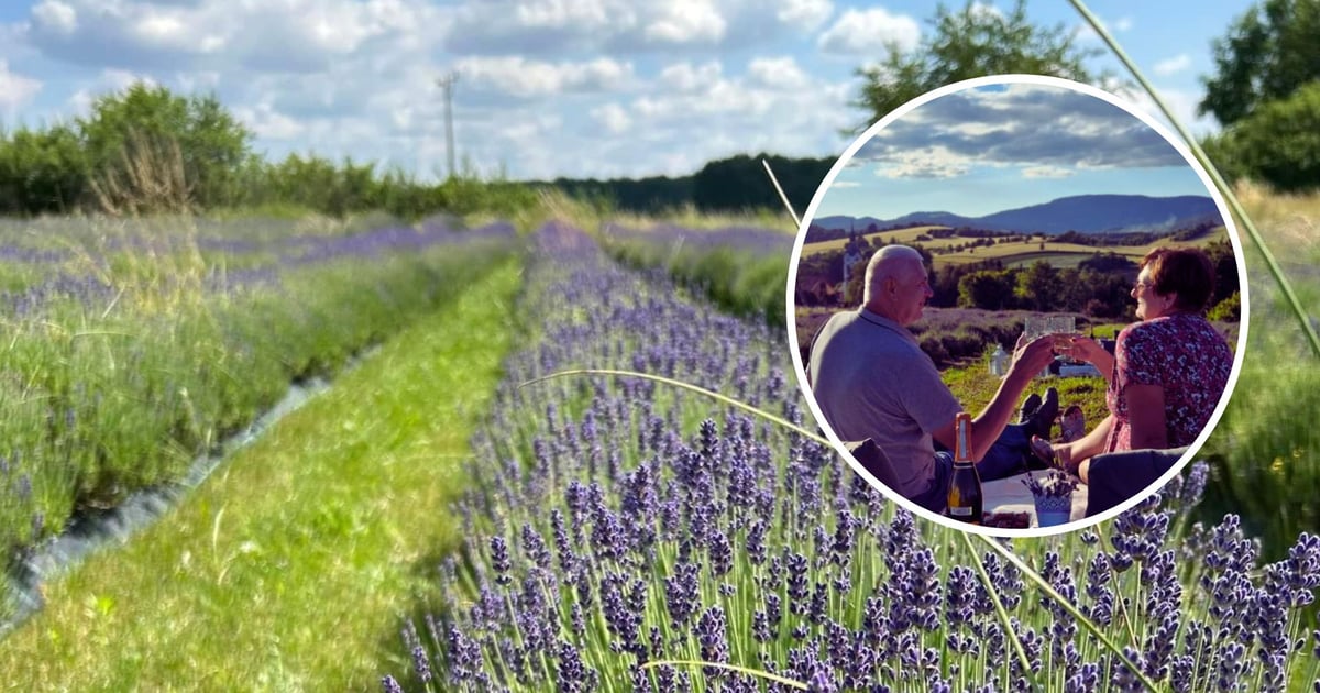 Lawendowe pola na Dolnym Śląsku. Spacer, piknik a może sesja zdjęciowa?