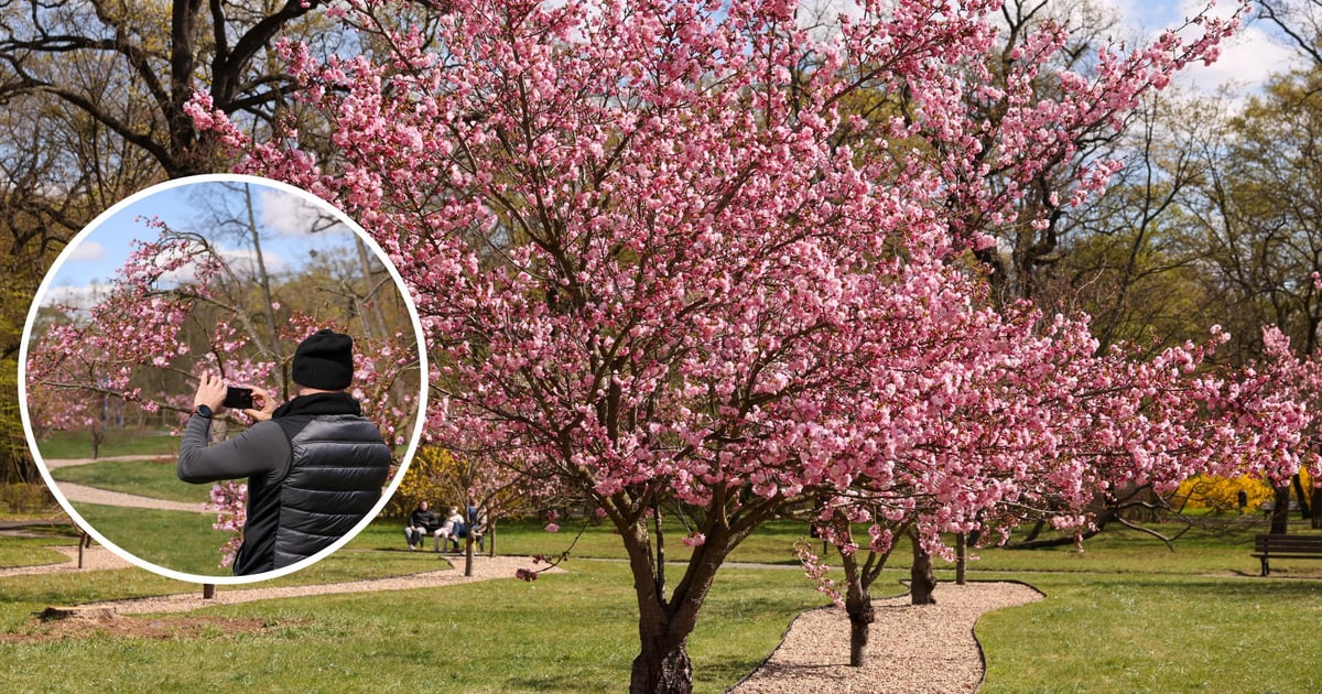 Wrocławskie Hanami. Spacer pod kwitnącymi wiśniami [ZDJĘCIA]