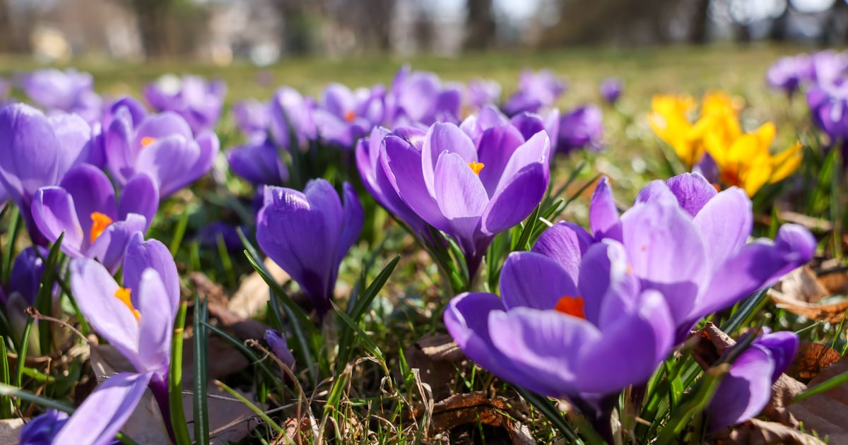 Pogoda na Wielkanoc. Słońce czy deszcz? Jak będzie we Wrocławiu i na Dolnym Ślasku?