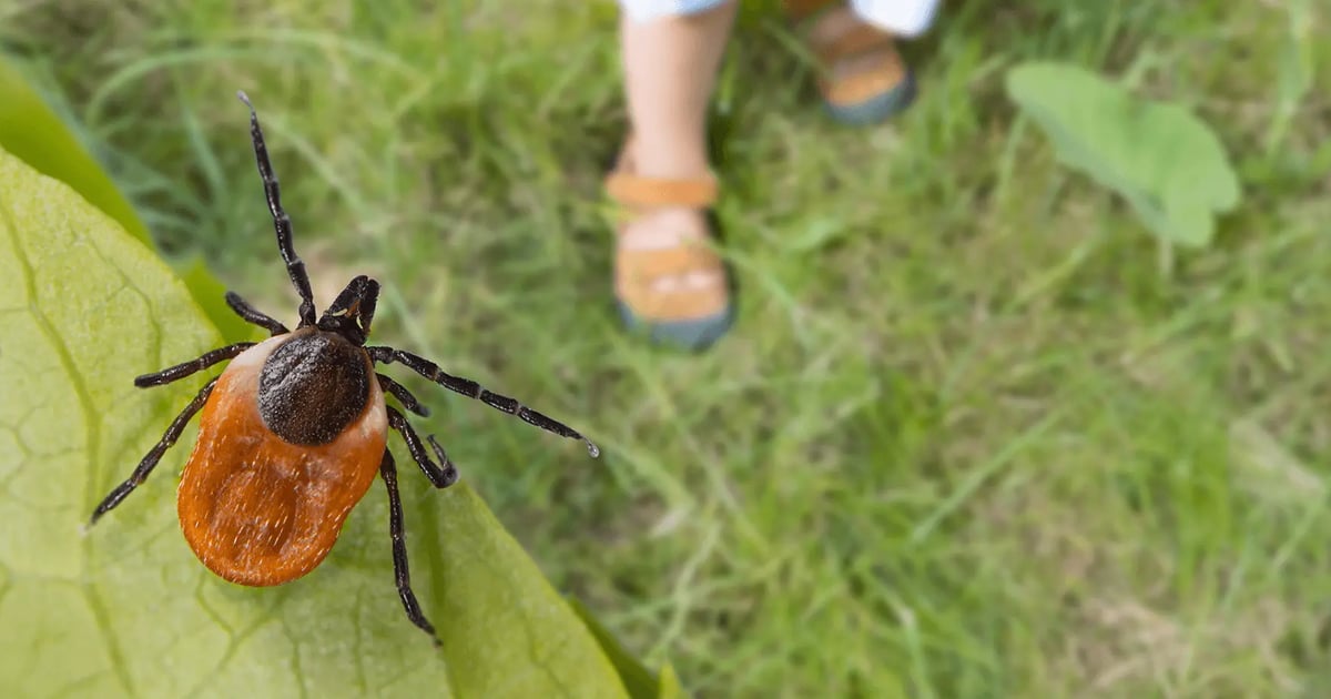Uwaga na kleszcze. Sprawdź jak można przed nimi się chronić