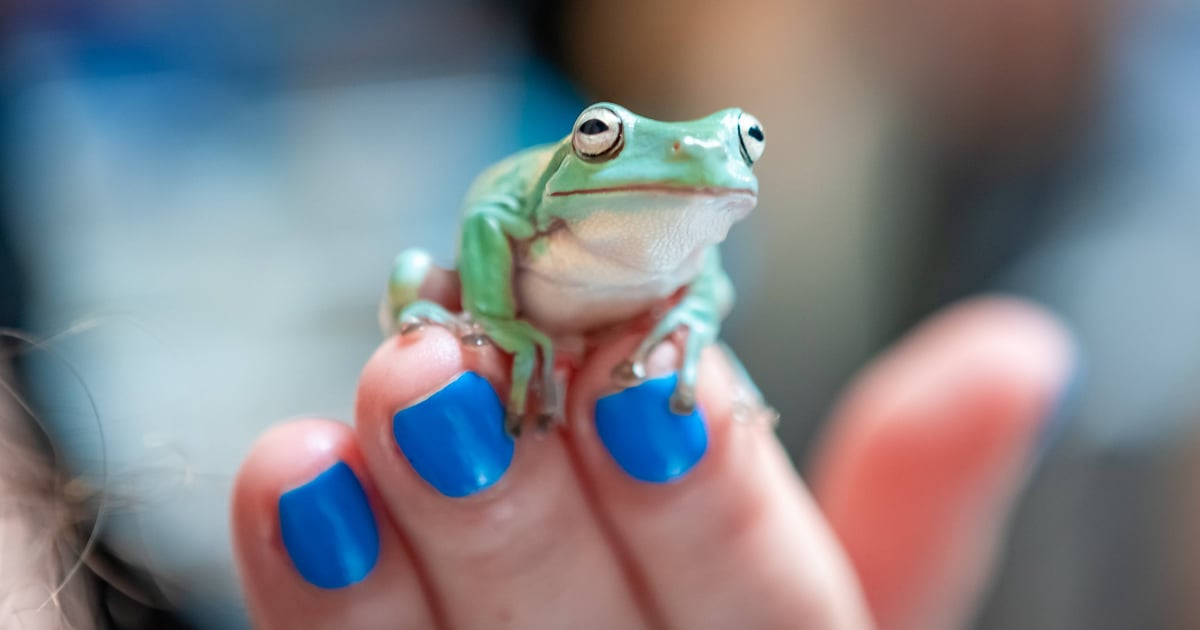 Majówka z gekonami, wężami i modliszkami. Zdjęcia z targów