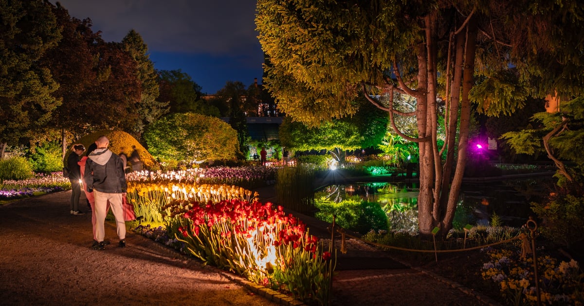 Wspomnienie majówki. Tulipanowe iluminacje w Ogrodzie Botanicznym