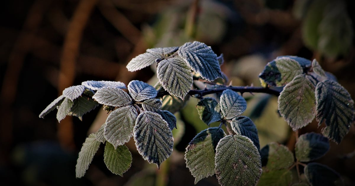 IMGW ostrzega przed przymrozkami we Wrocławiu i w całej Polsce. Alert 1. stopnia