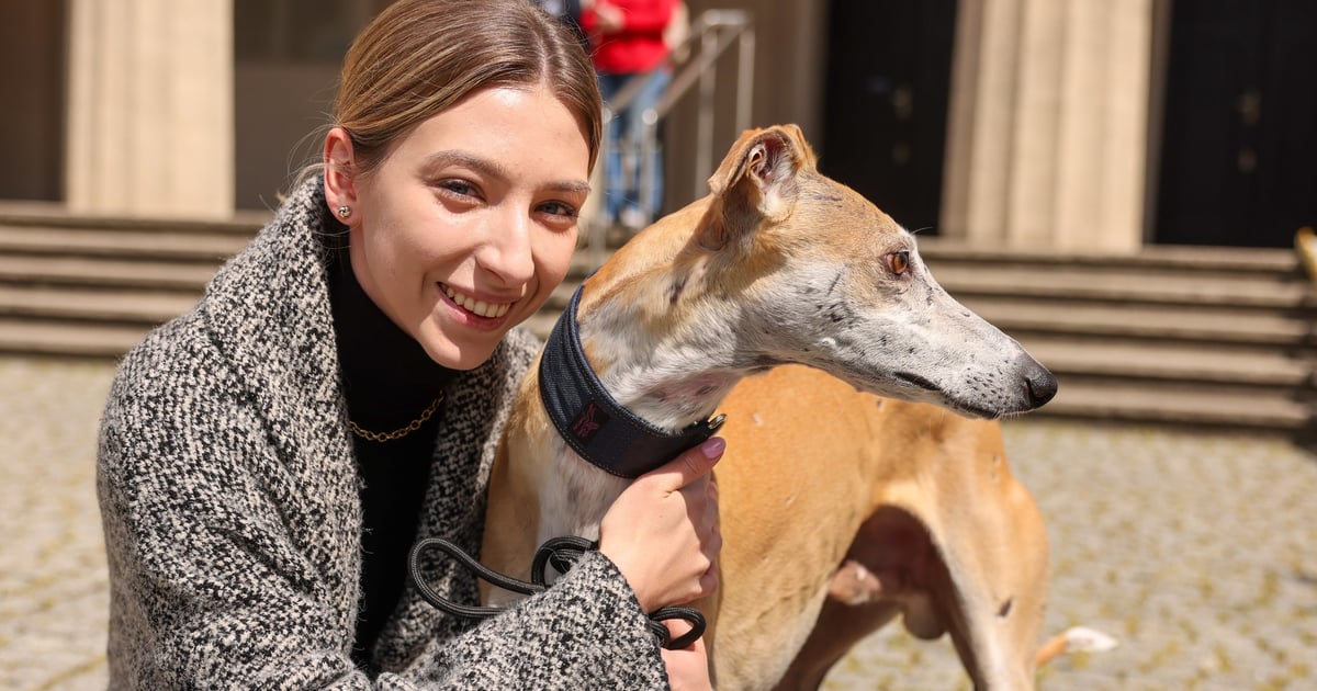 Psie piękności świętowały. Wyjątkowy spacer z chartami we Wrocławiu