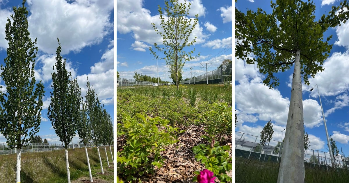 Kosmonautów coraz bardziej zielona. Posadzą jeszcze kilkadziesiąt drzew