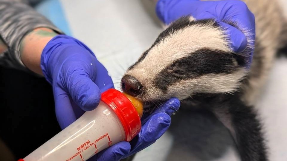 Czarno-biały słodziak! Tego borsuczka ratuje Ekostraż