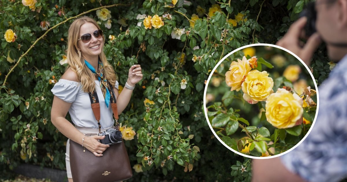 Pachnie oszałamiająco i zabójczo wygląda! Różana ścianka przy Pałacu Królewskim [ZDJĘCIA]