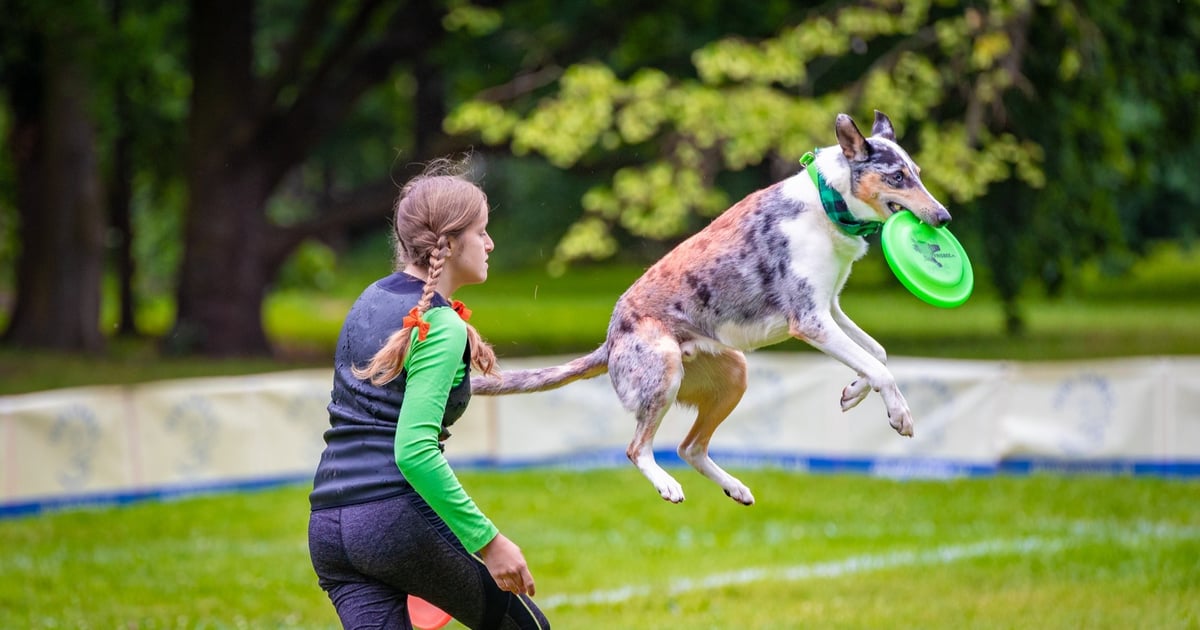 Te psy potrafią latać. Niektóre na medal. Zawody w parku Południowym