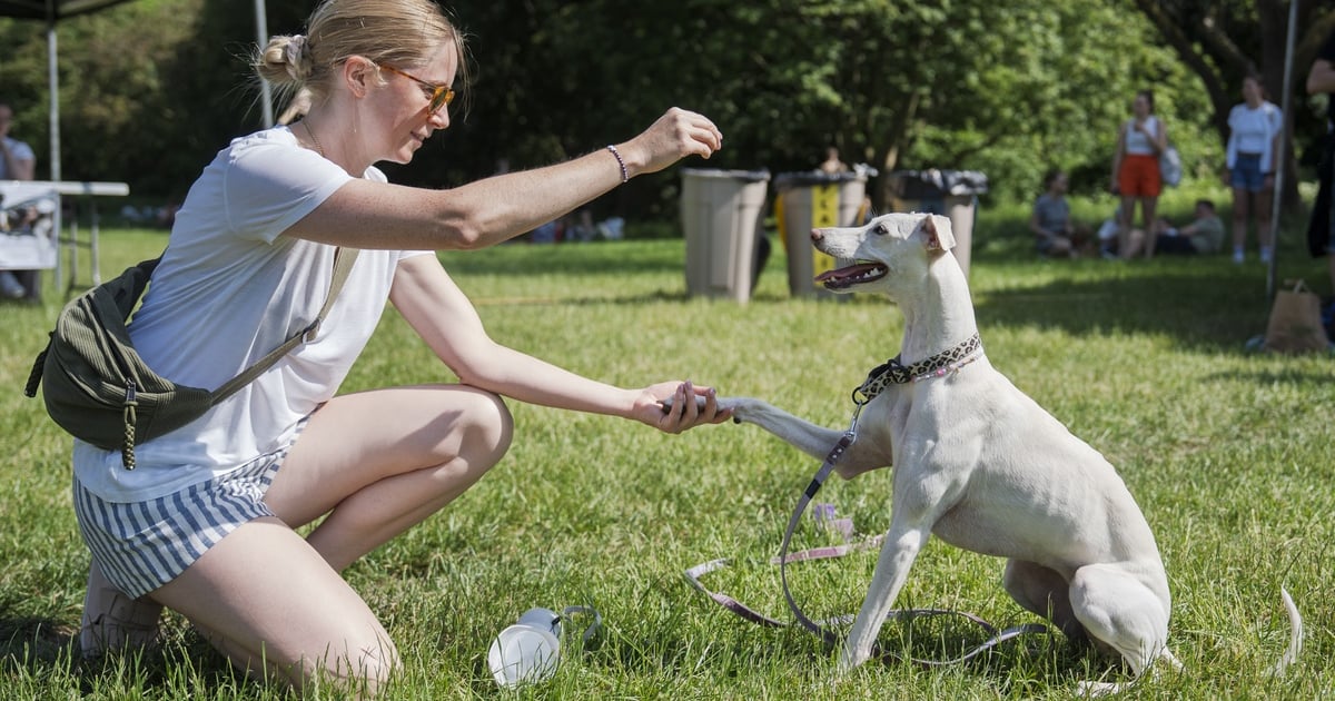 Wielki piknik Grupy Ratuj: Psy i ich przyjaciele w parku Grabiszyńskim