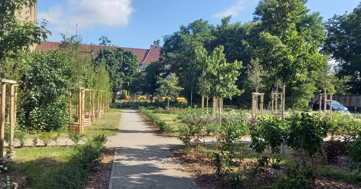 Niezwykła metamorfoza! Tak zazielenił się pl. Daniłowskiego