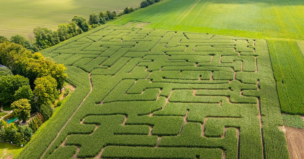 Kukurydziany labirynt pod Wrocławiem. Nowa atrakcja dla całych rodzin!