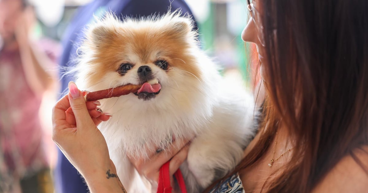 Zwierzaki poszły na zakupy. Zabrały ze sobą człowieków. Targi na Świebodzkim