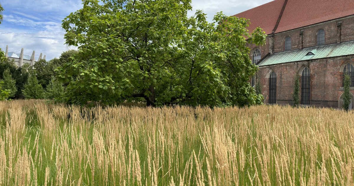 Zielone inwestycje we Wrocławiu: las, stare drzewa, kwiaty