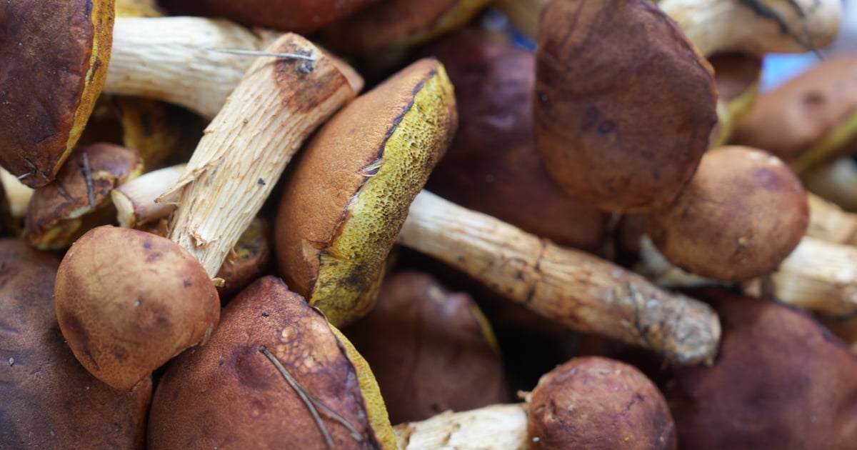 Gdzie na grzyby wokół Wrocławia w 2025 r.? [NAJLEPSZE MIEJSCA]