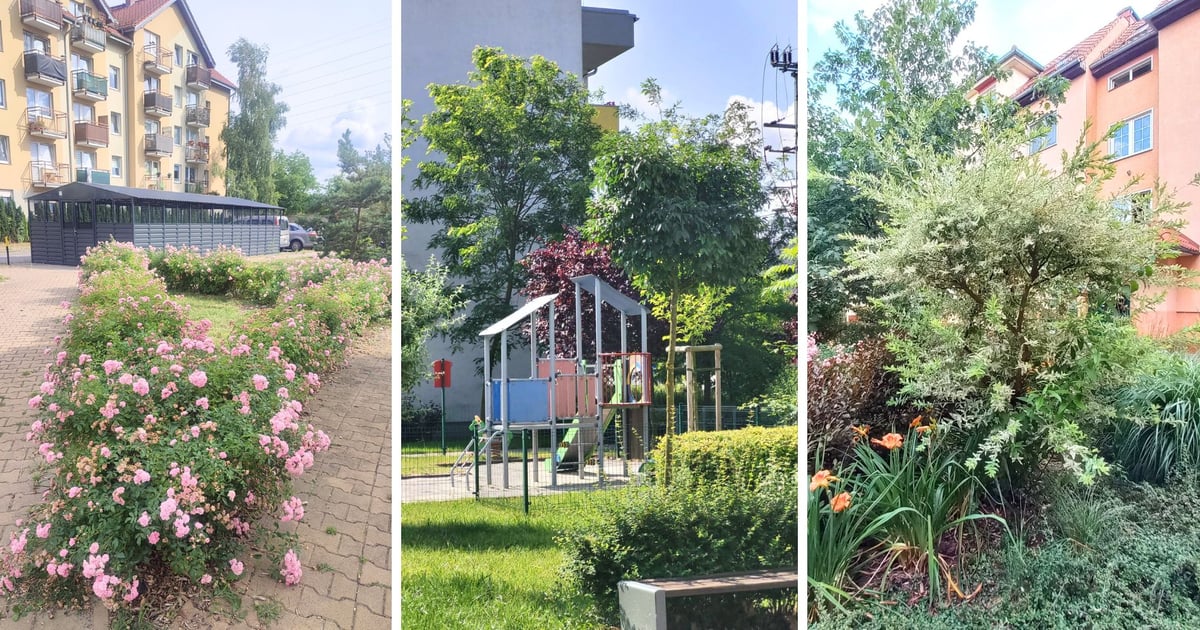 Zieleń na osiedlach TBS Wrocław. Nowe nasadzenia i dużo interesujących roślin
