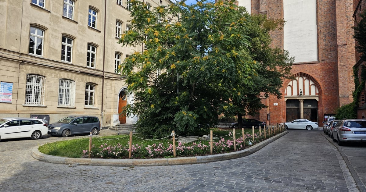 Drzewa z pl. Franciszkańskiego zabezpieczone płotem. Koniec parkowania