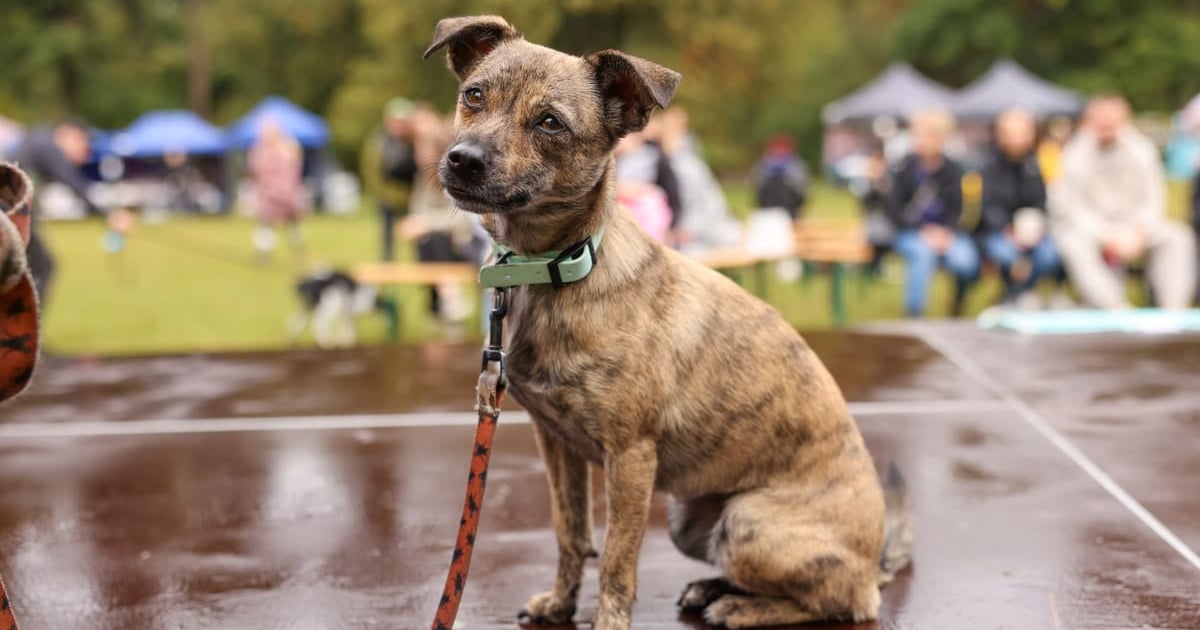 Piknik Adopciaka: psy i ich opiekunowie w parku Grabiszyńkim | Zdjęcia