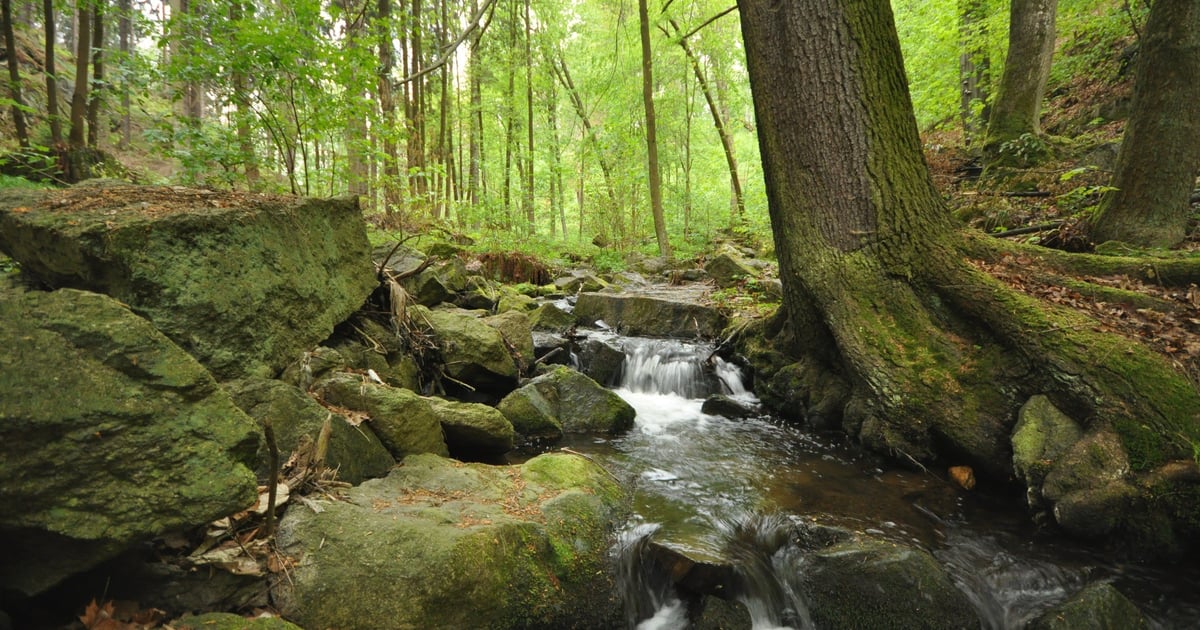 Trzy nowe rezerwaty przyrody powstały na Dolnym Śląsku