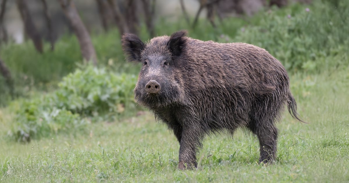 Rośnie liczba zgłoszeń dotyczących dzikich zwierząt w mieście