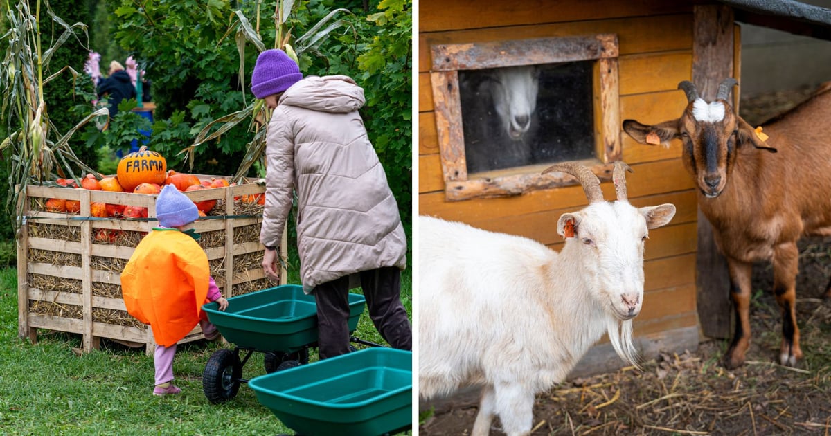 Dyniowa Farma znów we Wrocławiu. Kiedy otwarcie?
