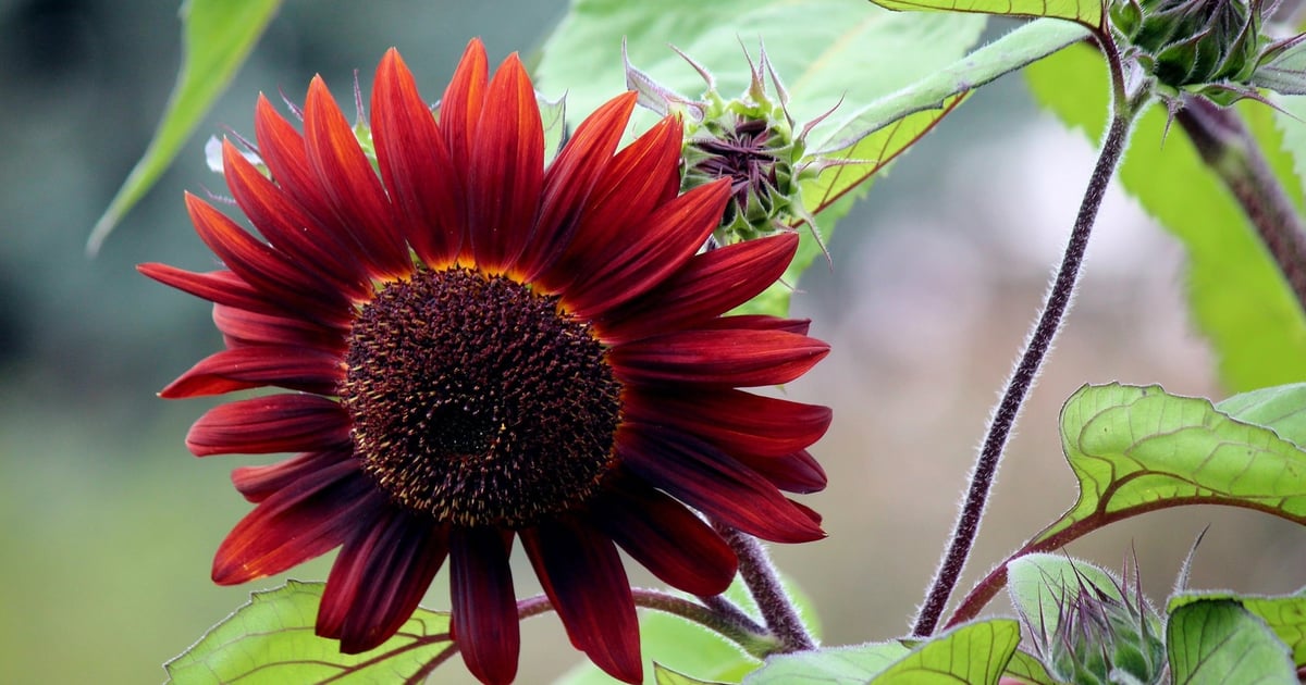 Powitanie jesieni w ogrodach botanicznych we Wrocławiu i w Wojsławicach | Zdjęcia