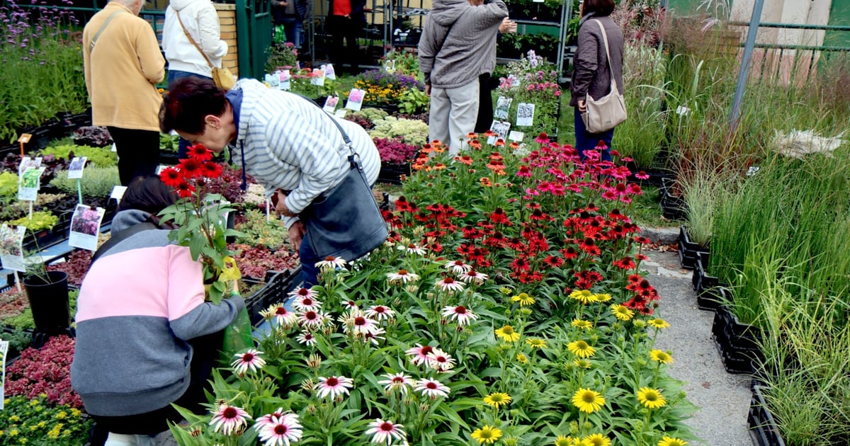 Byliny, cebulki, róże - kiermasz ogrodniczy w weekend na Partyniach