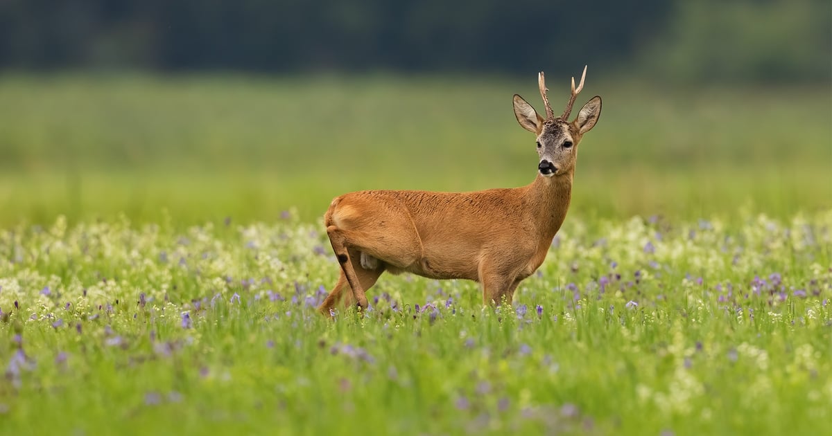 Ośrodek w Złotówku wznawia działalność. Znów będzie leczył dzikie zwierzęta