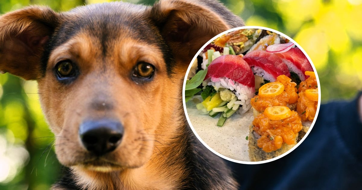 Idź do restauracji i nakarm zwierzaka - fajna akcja wrocławian 