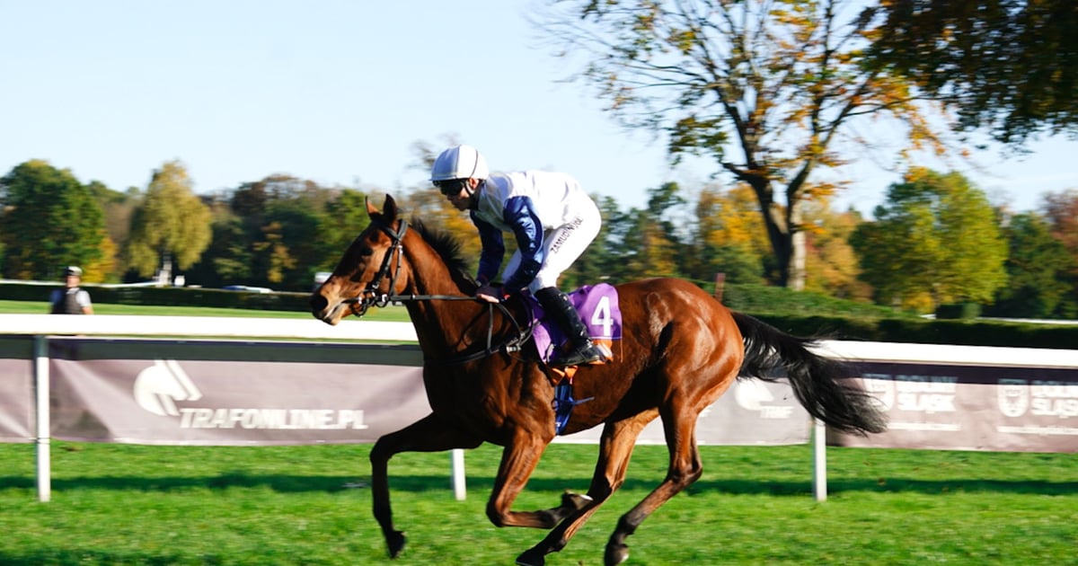 Gonitwa o Crystal Cup, czyli końska dawka emocji na Partynicach | Zdjęcia