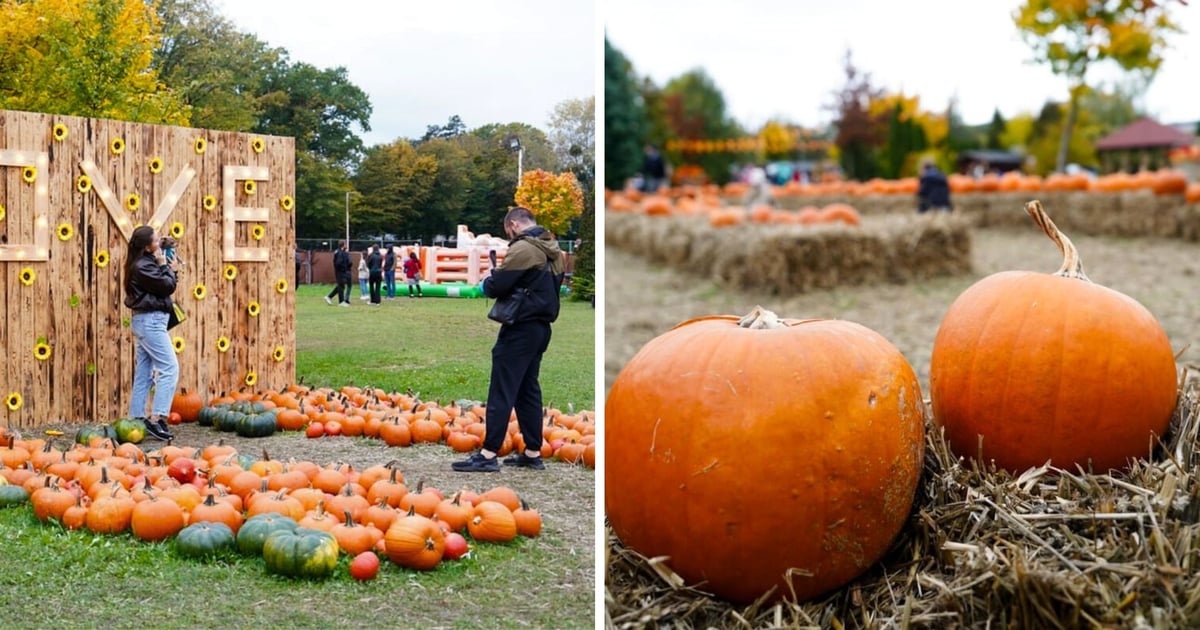 Farmy dyniowe na Dolnym Śląsku. Gdzie się wybrać?