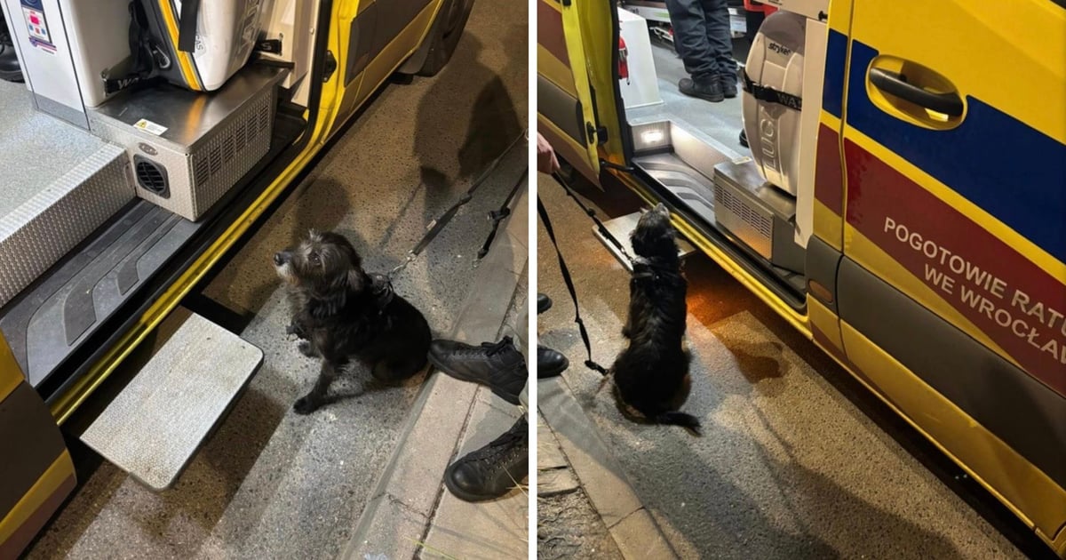 Suczka uratowała swojego pana – wzruszająca historia!