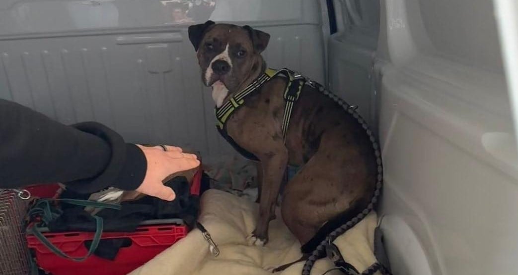 Właściciel agresywnego psa, który zaatakował na Kowalach, z zarzutami