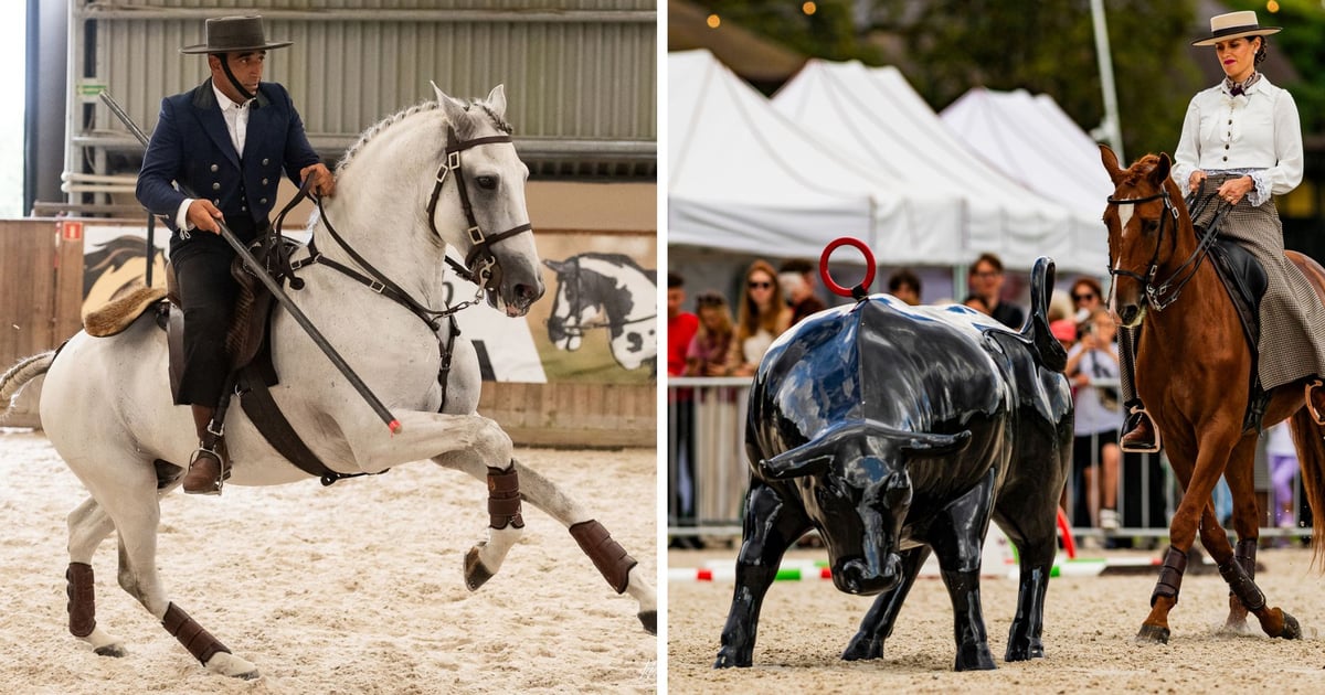 Widowiskowe zawody jeździeckie w portugalskim stylu w weekend na Partynicach