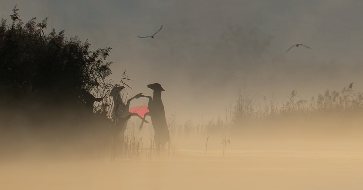 Zjawiskowe zdjęcie z Doliny Baryczy: Leśnik sfotografował walkę