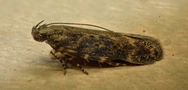 Specjaliści alarmują: jest cieplej, dlatego szkodniki atakują