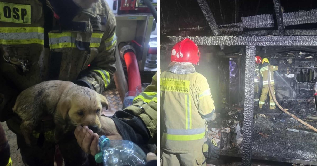 Strażacy uratowali psa z płonącego domu. Ale rodzina straciła wszystko