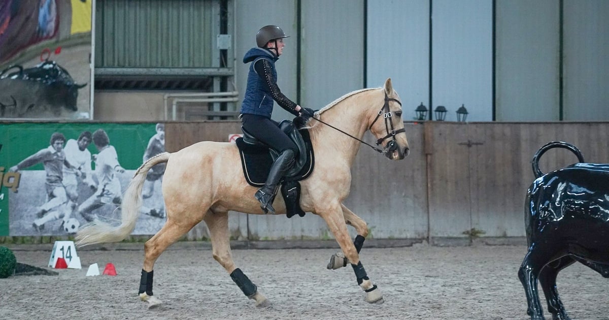 Wyjątkowe popisy jeźdźców i koni: Mistrzostwach Polski w Working Equitation