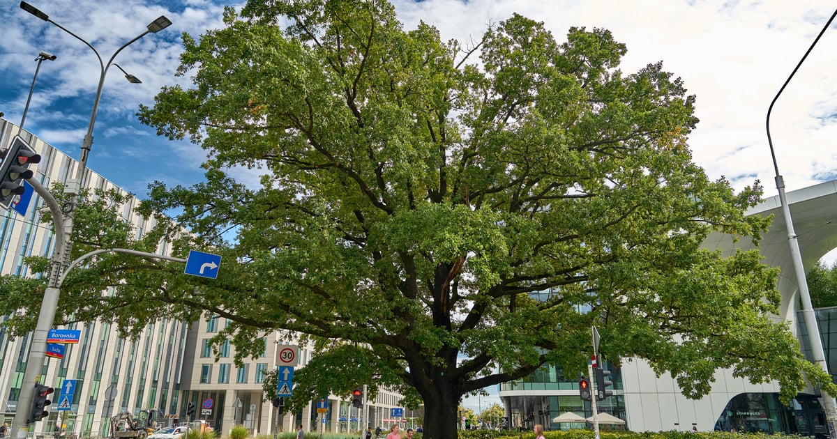 Ponad 100 nominacji do zaszczytnego zielonego tytułu