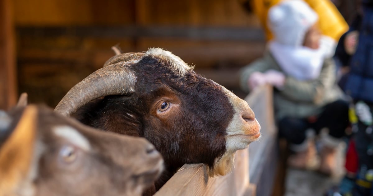 Żywa Szopka na ul. Wittiga z owcami, kozami, wielbłądami. Atrakcja dla dzieci