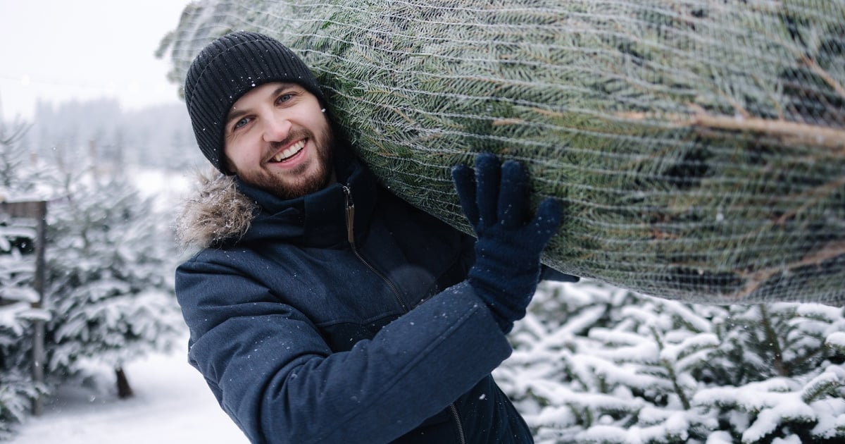 Gdzie kupić żywą choinkę "last minute"? Zapytaj w nadleśnictwie lub na plantacji choinek