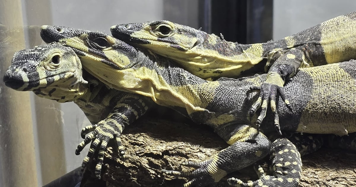 Oto nowi mieszkańcy wrocławskiego ZOO. Dla terrarystów są jak Święty Graal