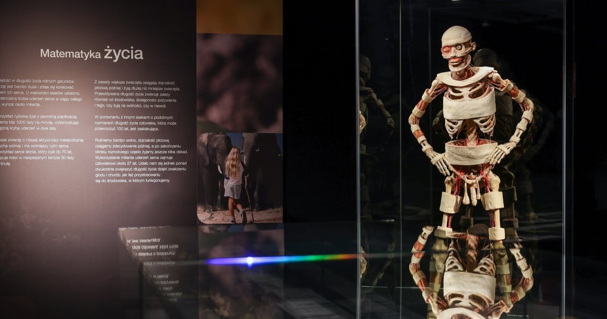 Cykl życia od początku po sam koniec. Wystawa Body Worlds znów we Wrocławiu