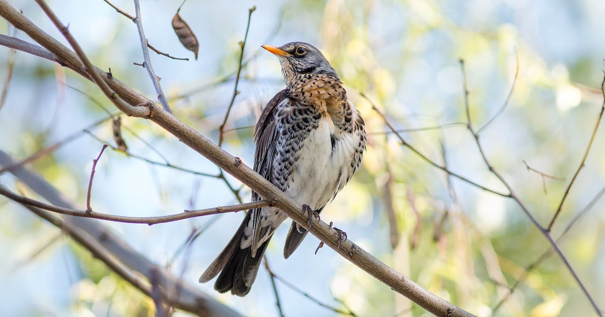 Trwa Ptasia Godzinka (16-18 stycznia 2026). Wielkie ogólnopolskie liczenie dzikich ptaków