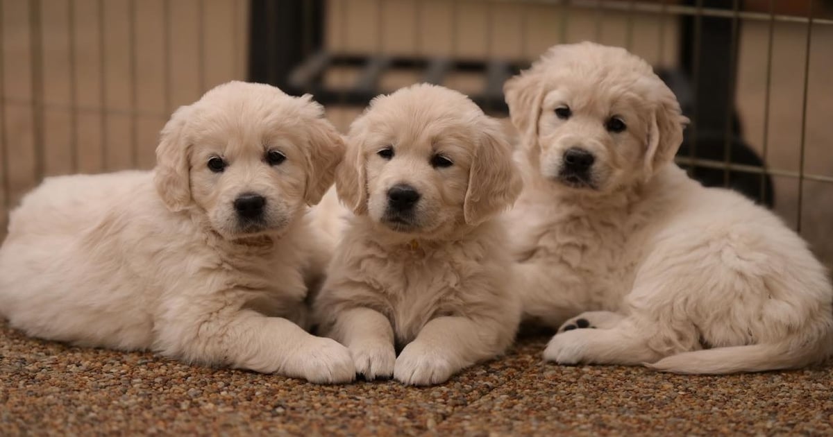 Radość w pakiecie i błoto w bonusie. Dziś Dzień Golden Retrievera