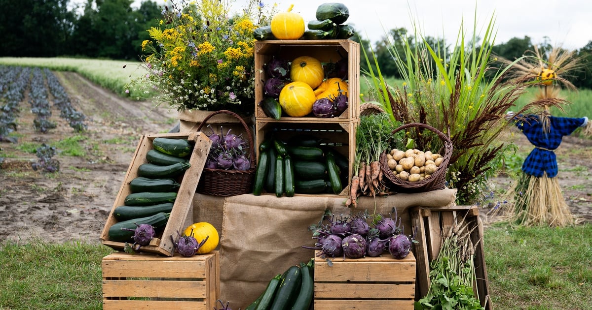 Eko-społeczny projekt. Wrocław podsumowuje zeszły rok na Miejskiej Farmie