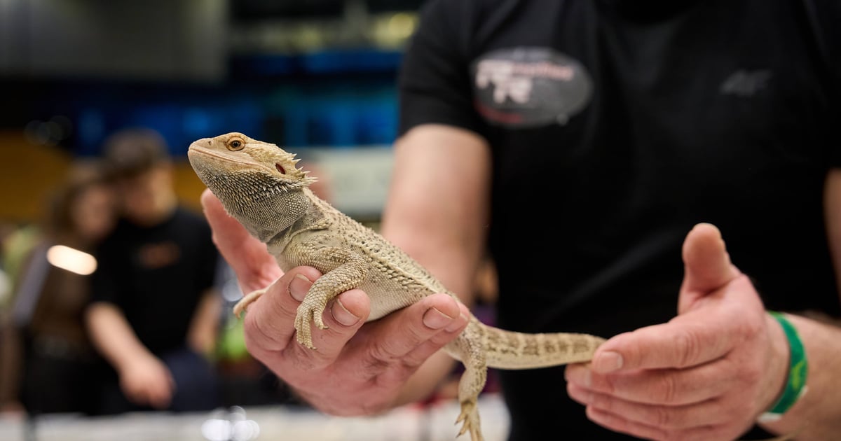 Węże, jaszczurki, pająki, czyli targi Zooegzotyka w Hali Orbita