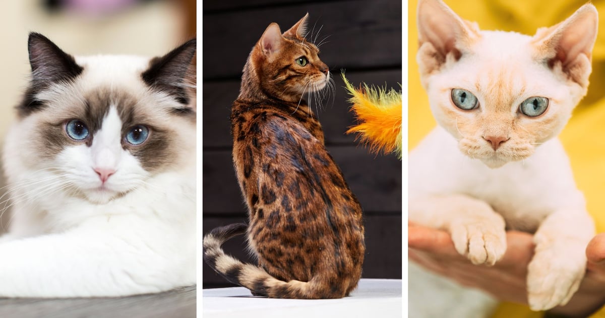 Kociarze, to wydarzenie jest dla Was! Cat Show Wrocław już w ten weekend