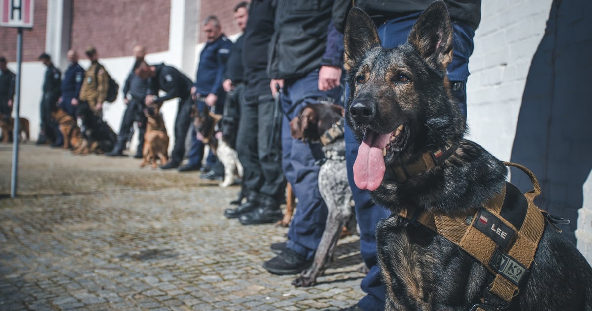 Szkolenie w Zakładzie Karnym nr 1 we Wrocławiu. W roli głównej - psy