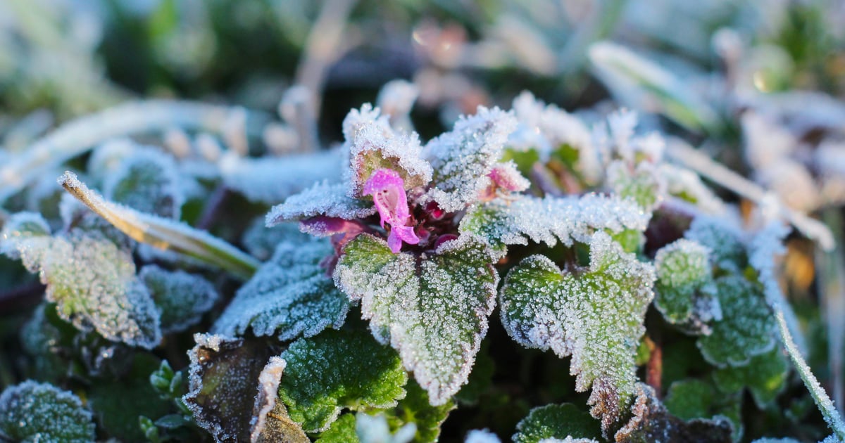 Nocne przymrozki we Wrocławiu. Ma być choćby -5 st. C
